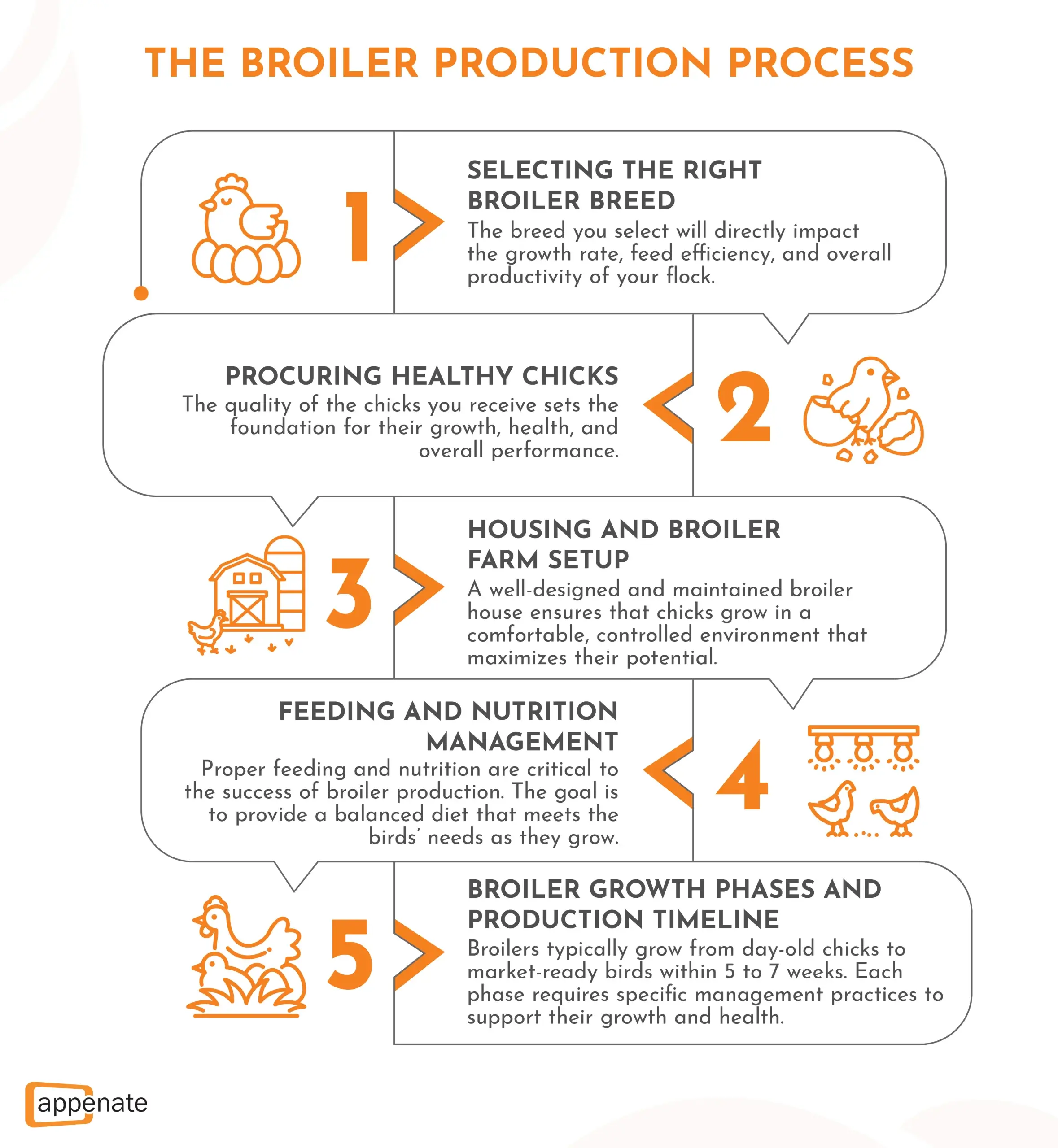 Steps outlining a broiler production process.