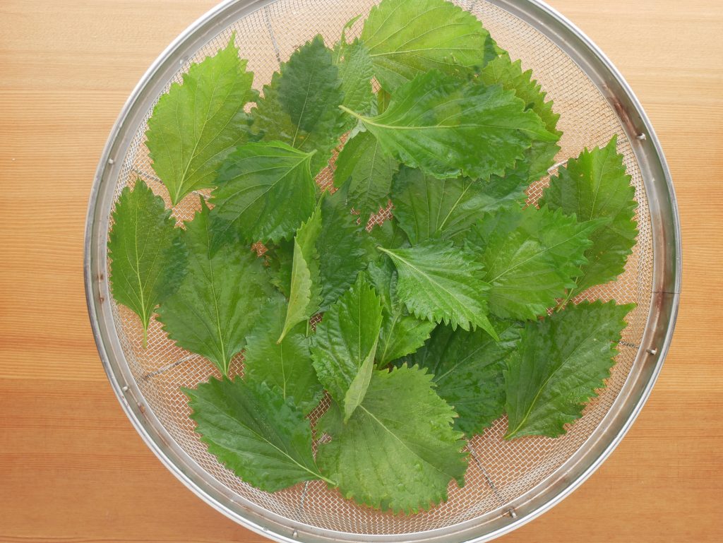 大葉を洗って水切りする様子
