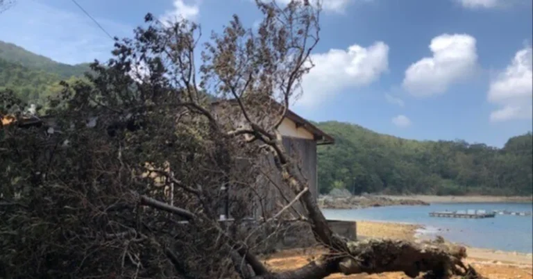 [執筆記事]【8月の台風6号含む】離島での停電被害事例から学ぶ、停電が起きやすい要因や4つの対策例（3分防災・BCPニュース）