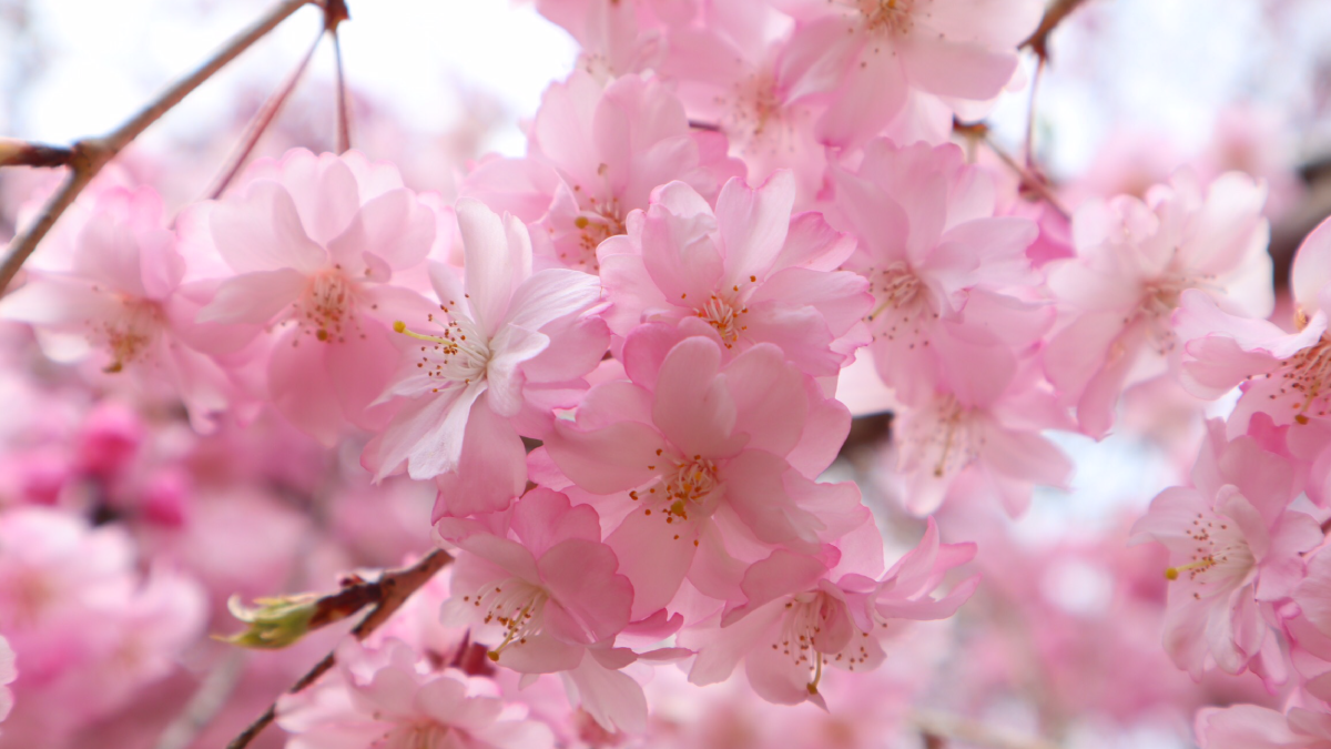 募集終了 亀岡方面 京都郊外へお花見 少人数で行く桜ツアー 地野菜ランチ付き きょうと魅力再発見旅 Mkトラベル