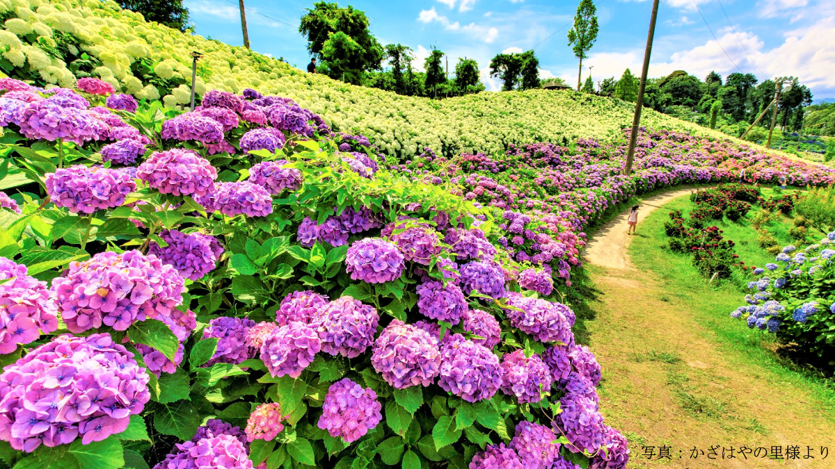 紫陽花と蓮が彩る初夏の花めぐり【穴虫の郷・かざはやの里】｜MKトラベル