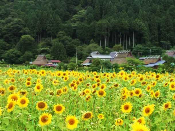 自然豊かな夏の美山