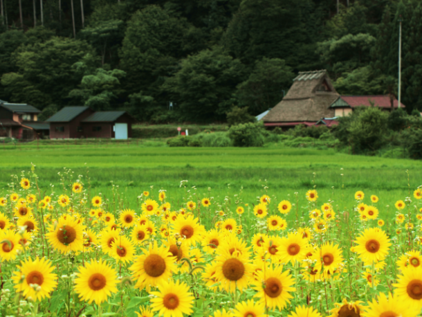 美山のかやぶき民家とひまわり