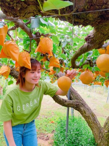 新興梨を狩る女性