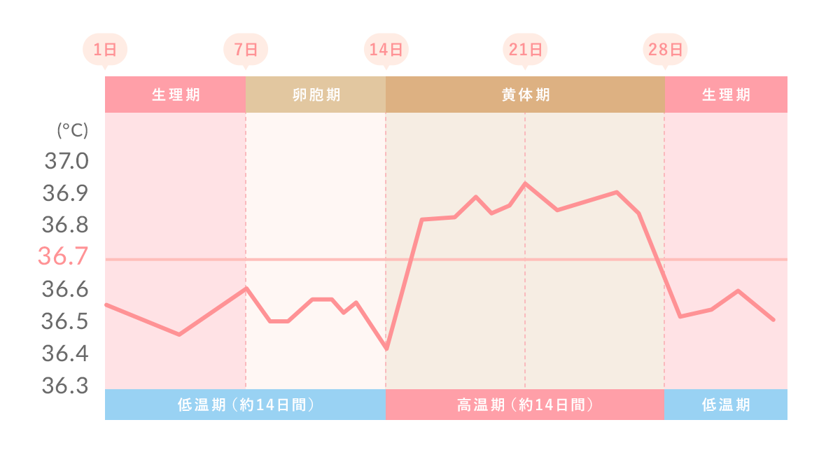 基礎体温と生理の関係を示した図