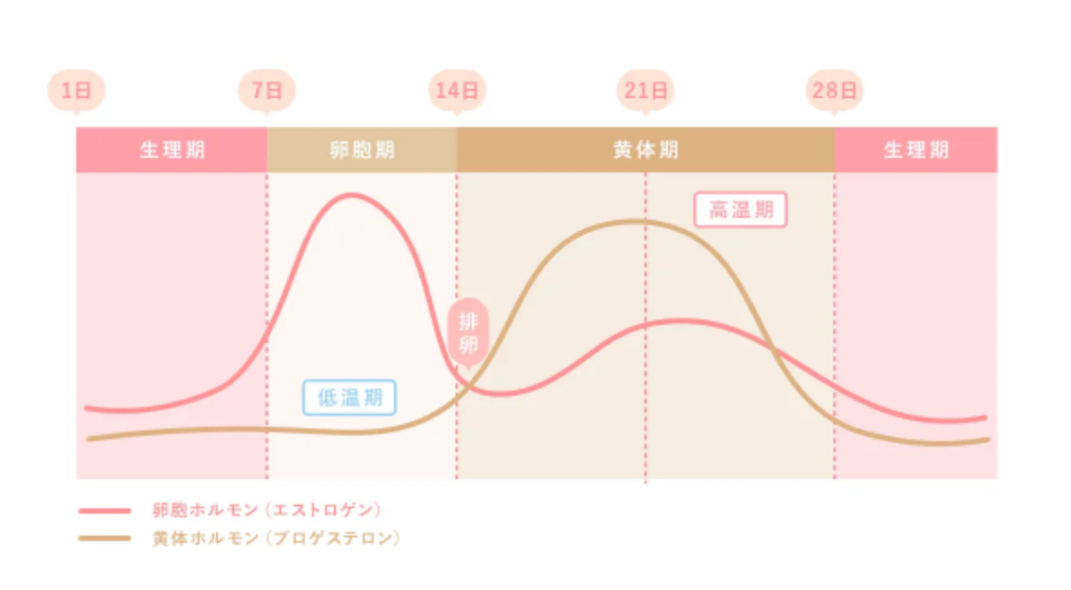 生理周期のイメージ